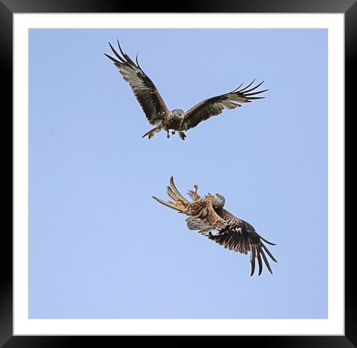 Magnificent Red Kites Dog Fight  Framed Mounted Print by Alan Sinclair