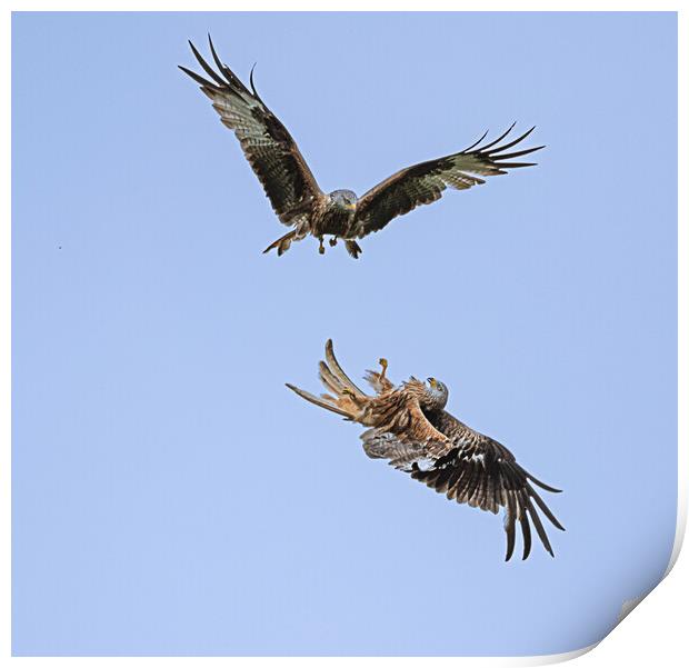 Magnificent Red Kites Dog Fight  Print by Alan Sinclair