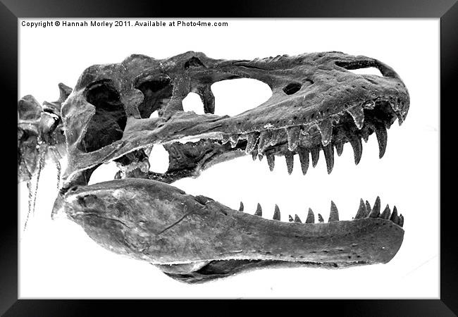 Tyrannosaurus Rex Framed Print by Hannah Morley