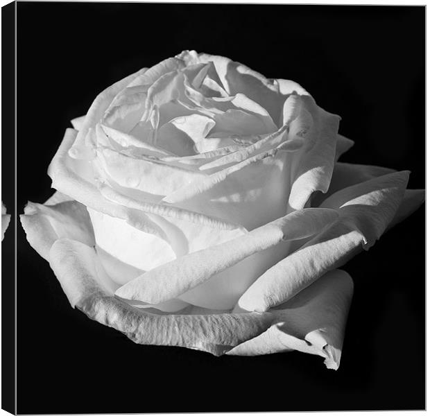 White Rose, Silver Anniversary Mono Canvas Print by Steve Purnell