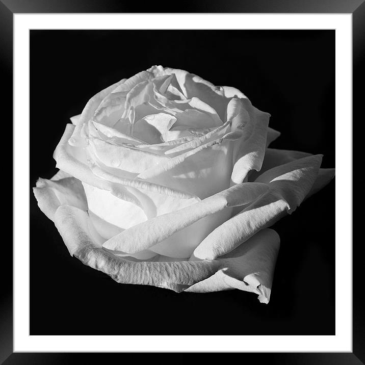 White Rose, Silver Anniversary Mono Framed Mounted Print by Steve Purnell