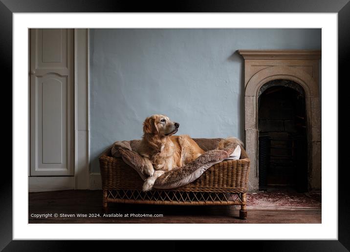 Golden Retriever Wicker Dog Bed Framed Mounted Print by Steven Wise