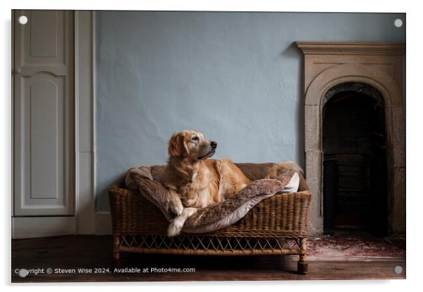Golden Retriever Wicker Dog Bed Acrylic by Steven Wise