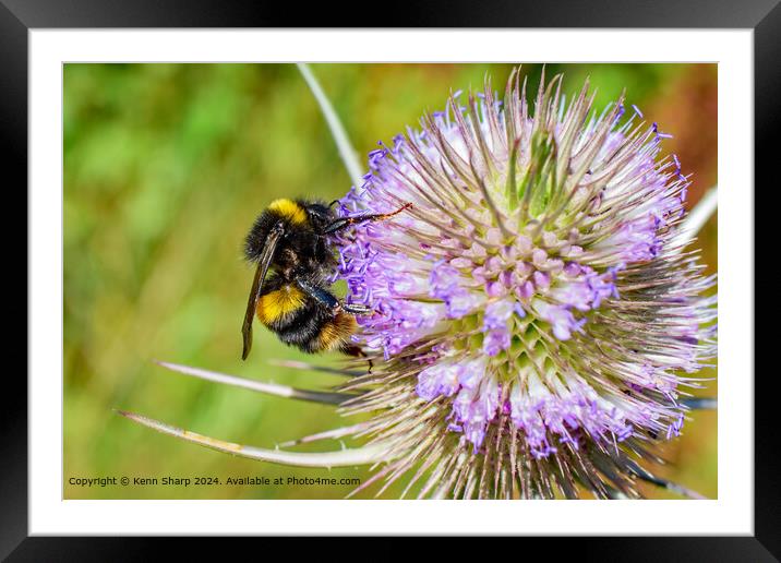 Close-Up Bumblebee on Teasel Plant Framed Mounted Print by Kenn Sharp