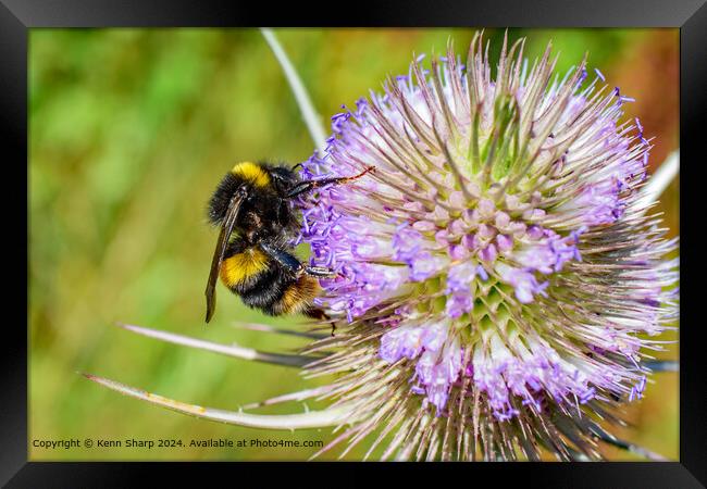 Close-Up Bumblebee on Teasel Plant Framed Print by Kenn Sharp