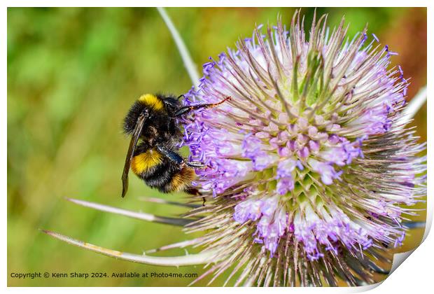 Close-Up Bumblebee on Teasel Plant Print by Kenn Sharp
