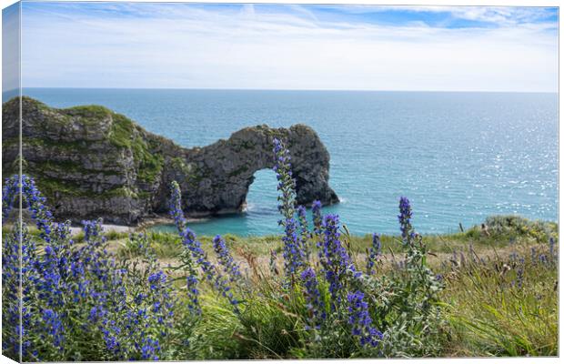 Durdle Door, with blue flowers, Canvas Print by kathy white