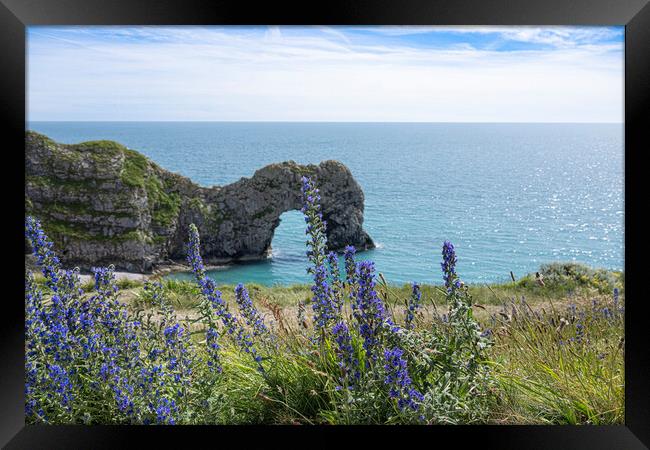 Durdle Door, with blue flowers, Framed Print by kathy white