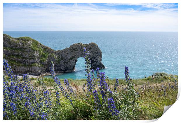Durdle Door, with blue flowers, Print by kathy white