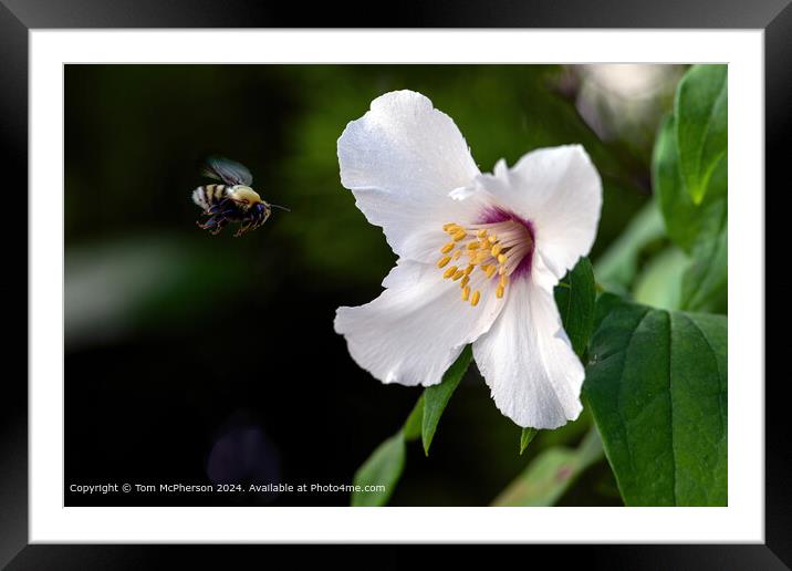 Colourful Insects Nature Macro Framed Mounted Print by Tom McPherson