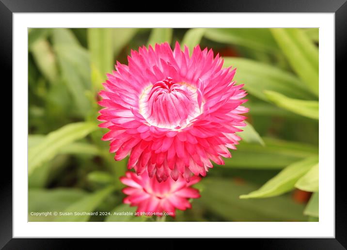 Bright Pink Straw Flowers Framed Mounted Print by Susan Southward