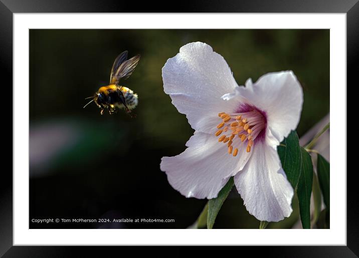 Bee Leaving a Mock Orange Framed Mounted Print by Tom McPherson