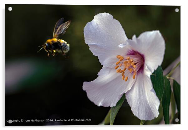 Bee Leaving a Mock Orange Acrylic by Tom McPherson