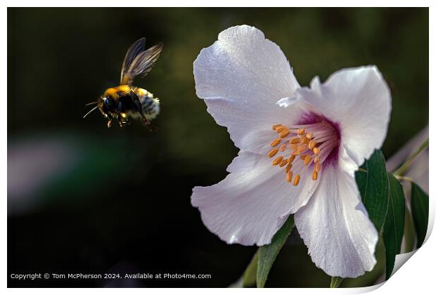 Bee Leaving a Mock Orange Print by Tom McPherson