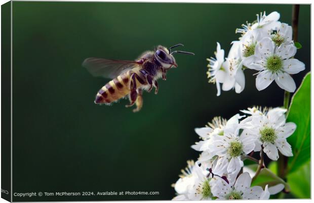Colourful Pollen-Collecting Honey Bee Canvas Print by Tom McPherson