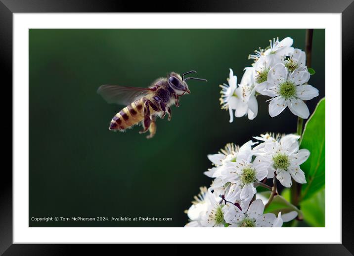 Colourful Pollen-Collecting Honey Bee Framed Mounted Print by Tom McPherson