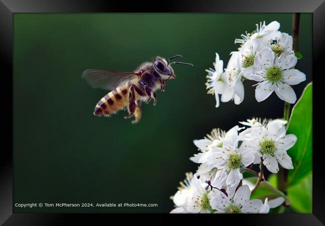 Colourful Pollen-Collecting Honey Bee Framed Print by Tom McPherson
