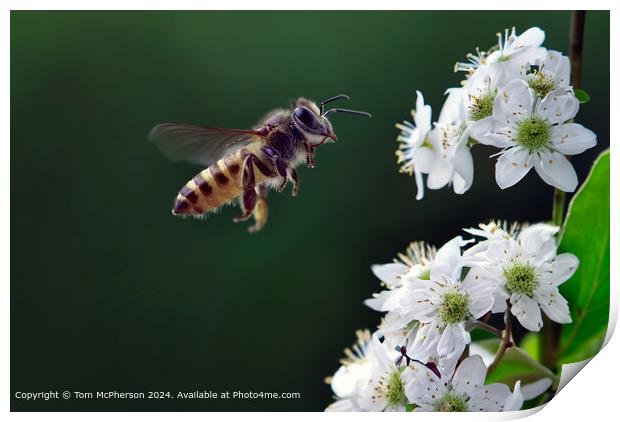 Colourful Pollen-Collecting Honey Bee Print by Tom McPherson