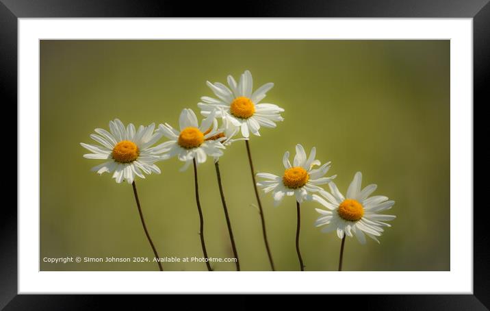 Daisy Flowers Cotswolds UK Framed Mounted Print by Simon Johnson
