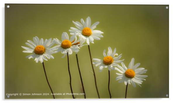 Daisy Flowers Cotswolds UK Acrylic by Simon Johnson