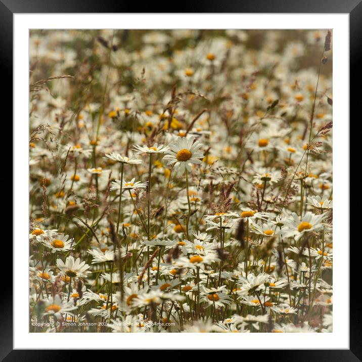 Daisy Flowers Cotswolds: Vibrant, Wild, Cheltenham Framed Mounted Print by Simon Johnson