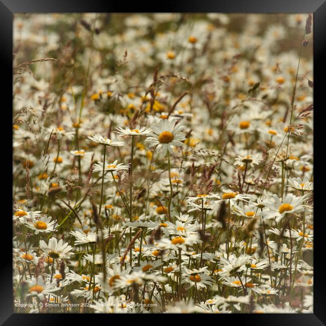 Daisy Flowers Cotswolds: Vibrant, Wild, Cheltenham Framed Print by Simon Johnson