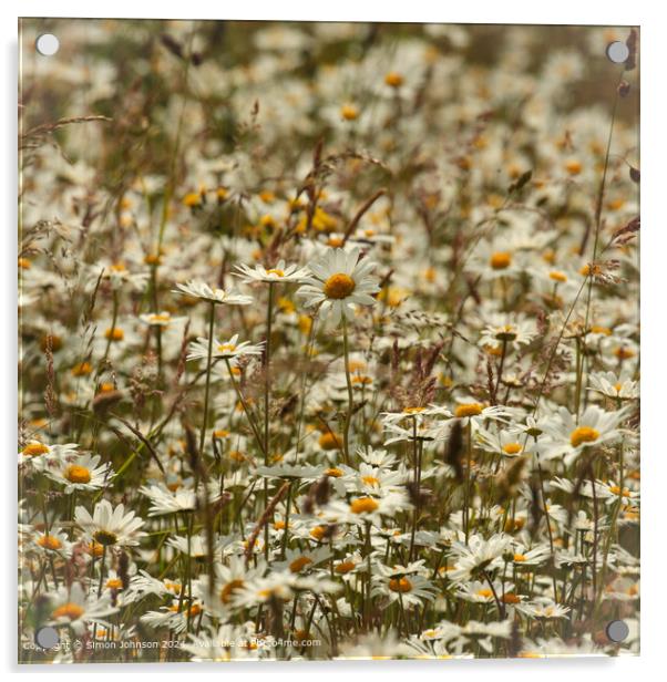Daisy Flowers Cotswolds: Vibrant, Wild, Cheltenham Acrylic by Simon Johnson