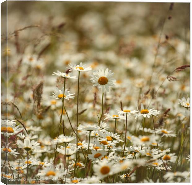 Daisy Flowers Cotswolds: Colourful, Serene, Natural Canvas Print by Simon Johnson