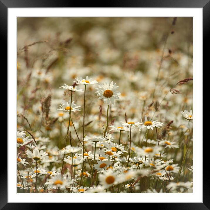 Daisy Flowers Cotswolds: Colourful, Serene, Natural Framed Mounted Print by Simon Johnson