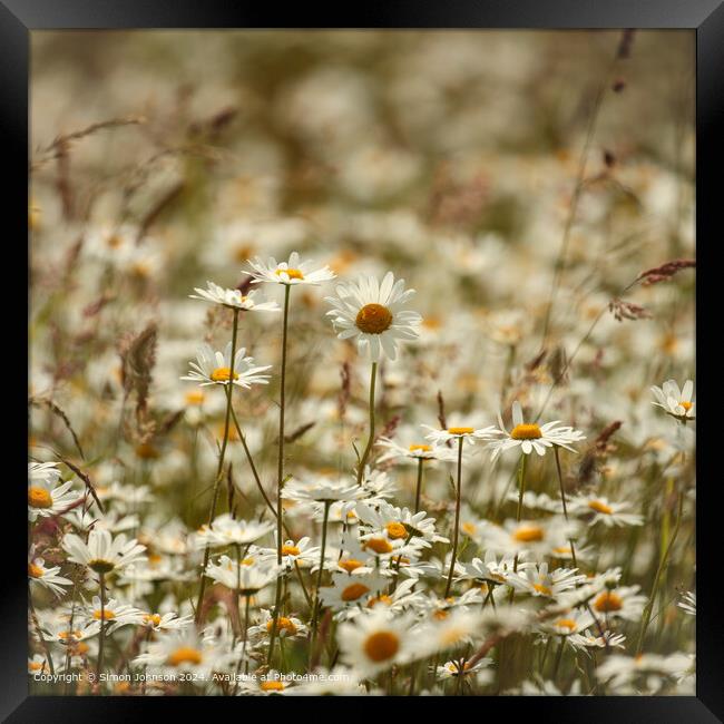 Daisy Flowers Cotswolds: Colourful, Serene, Natural Framed Print by Simon Johnson