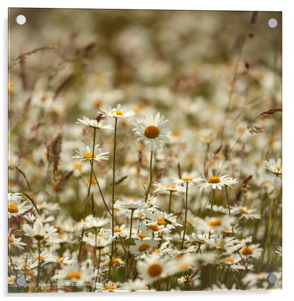 Daisy Flowers Cotswolds: Colourful, Serene, Natural Acrylic by Simon Johnson
