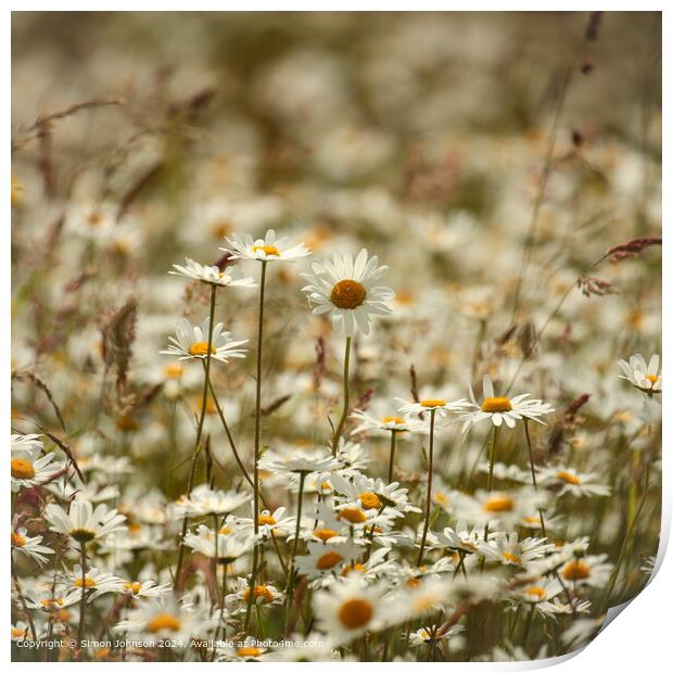 Daisy Flowers Cotswolds: Colourful, Serene, Natural Print by Simon Johnson