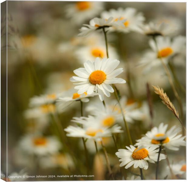Daisy Flowers Cotswolds: Charming Beauty Canvas Print by Simon Johnson