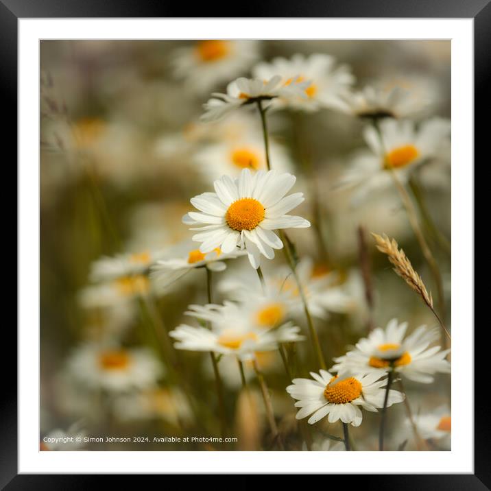 Daisy Flowers Cotswolds: Charming Beauty Framed Mounted Print by Simon Johnson
