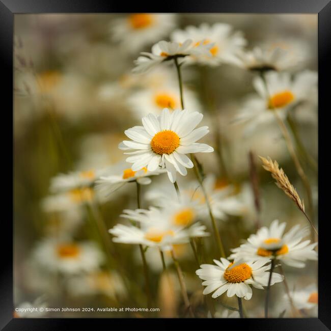 Daisy Flowers Cotswolds: Charming Beauty Framed Print by Simon Johnson