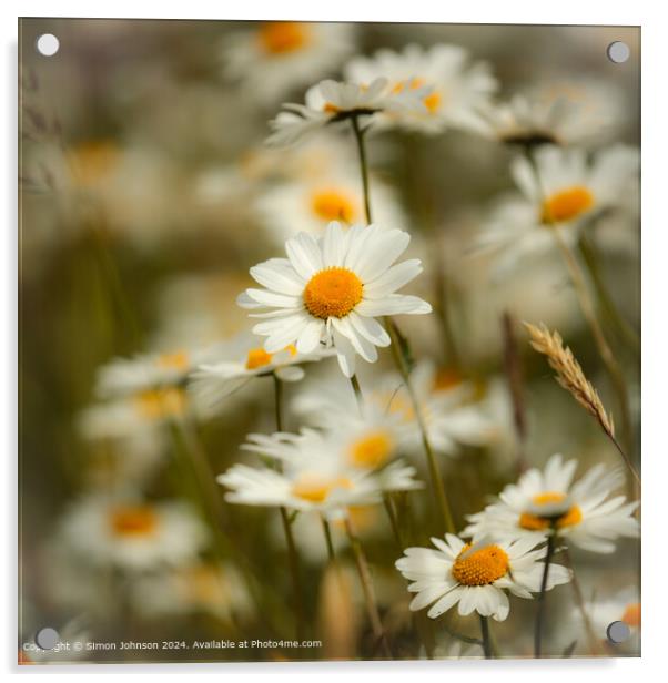 Daisy Flowers Cotswolds: Charming Beauty Acrylic by Simon Johnson