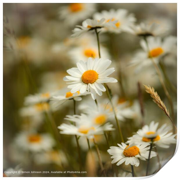 Daisy Flowers Cotswolds: Charming Beauty Print by Simon Johnson