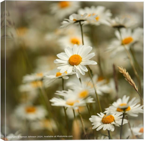 Daisy Flowers Cotswolds: Vibrant, Wild, and Serene Canvas Print by Simon Johnson
