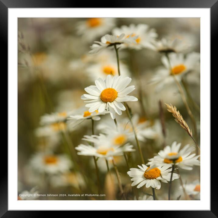 Daisy Flowers Cotswolds: Vibrant, Wild, and Serene Framed Mounted Print by Simon Johnson