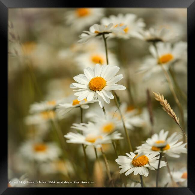 Daisy Flowers Cotswolds: Vibrant, Wild, and Serene Framed Print by Simon Johnson