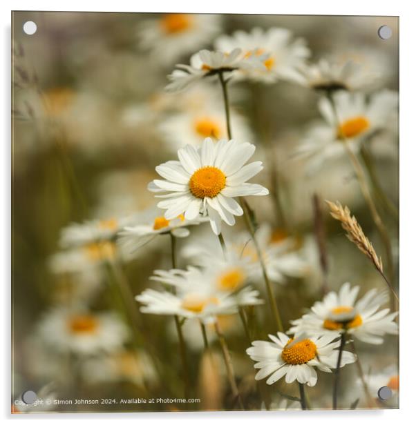 Daisy Flowers Cotswolds: Vibrant, Wild, and Serene Acrylic by Simon Johnson