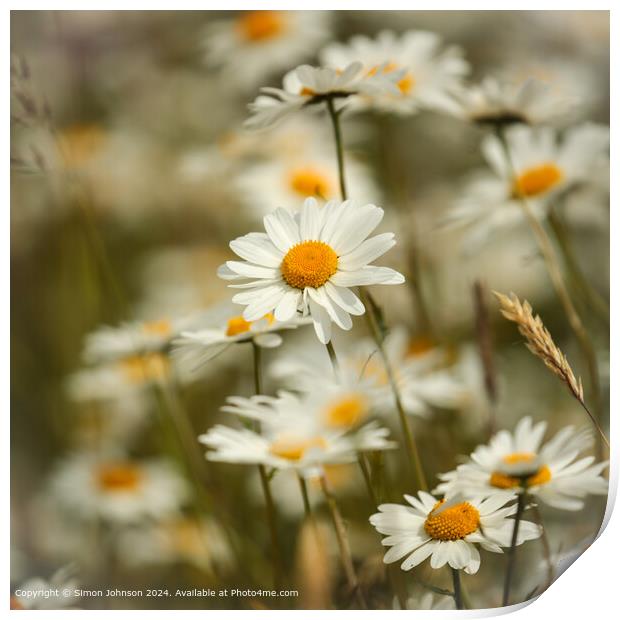 Daisy Flowers Cotswolds: Vibrant, Wild, and Serene Print by Simon Johnson