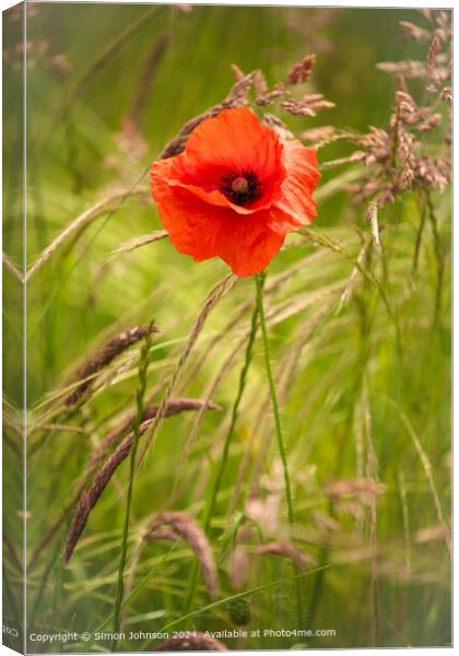 Wind-Blown Poppy Flowers in the Cotswolds Canvas Print by Simon Johnson
