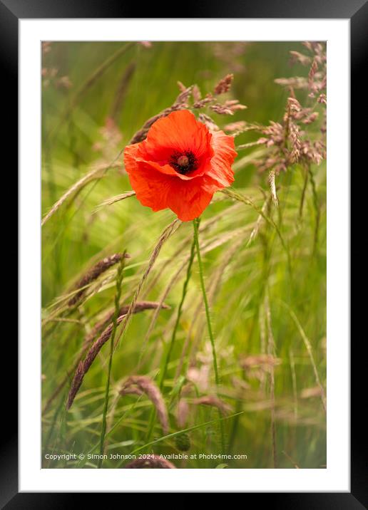 Wind-Blown Poppy Flowers in the Cotswolds Framed Mounted Print by Simon Johnson