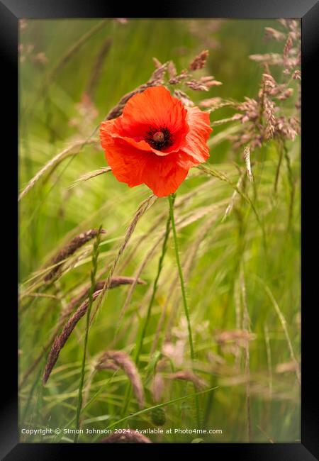 Wind-Blown Poppy Flowers in the Cotswolds Framed Print by Simon Johnson