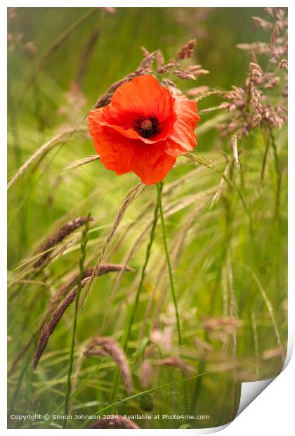 Wind-Blown Poppy Flowers in the Cotswolds Print by Simon Johnson