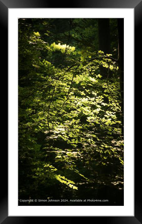 Sunlit Beech Leaves, Cotswolds Landscape Framed Mounted Print by Simon Johnson