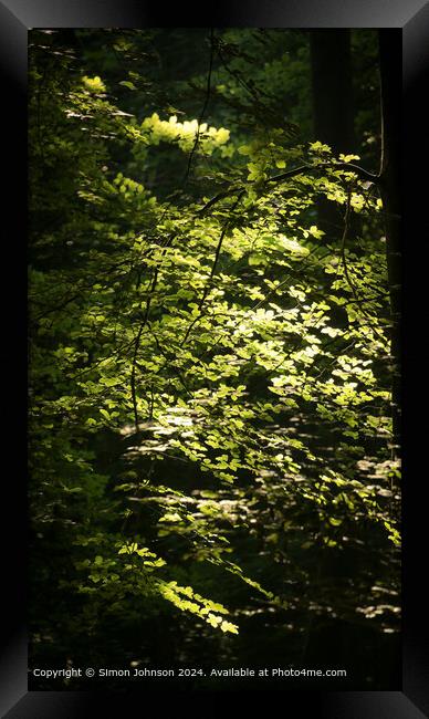 Sunlit Beech Leaves, Cotswolds Landscape Framed Print by Simon Johnson