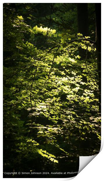 Sunlit Beech Leaves, Cotswolds Landscape Print by Simon Johnson