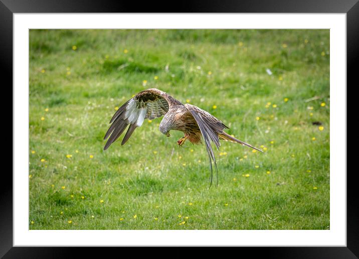 Red Kite Feeding Framed Mounted Print by Alan Sinclair